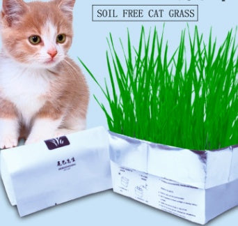 Herbe à chat bio sans terre détail 6 — Miaousse